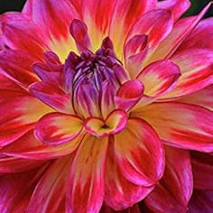 Flower Seeds, Seeds,Seeds For Planting,Plant Seeds