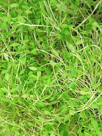 Parsley Italian Flat Leaf Seeds – Heirloom, Non-GMO, High Yield Culinary Herb