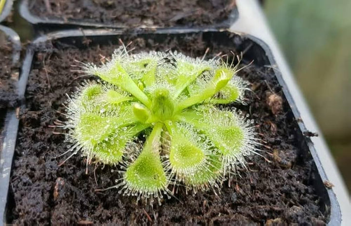 Light Green Sundew Seeds for Planting – Heirloom, Non-GMO, High Germination Organic Garden Seeds