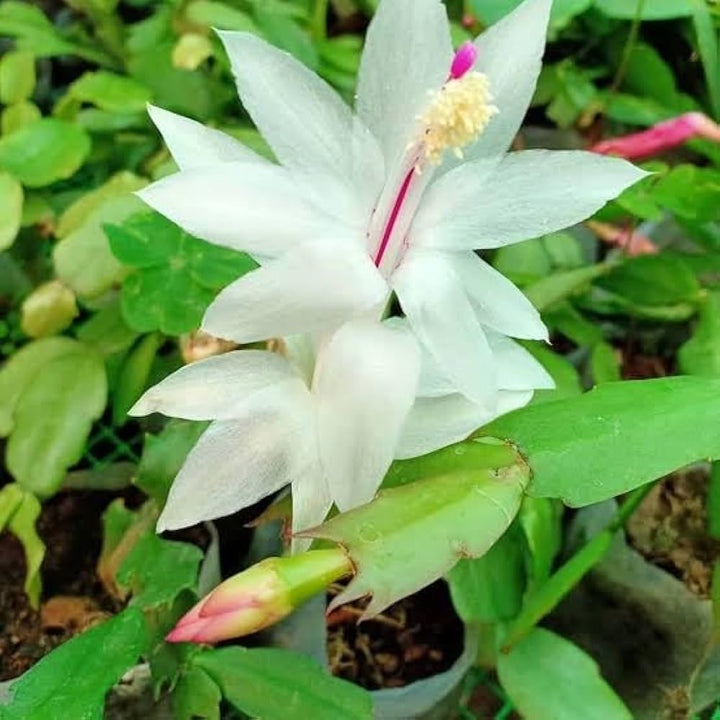 White Schlumbergera Flower Seeds for Planting – Heirloom, Non-GMO, High Germination Seeds