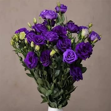 Flower Seeds, Seeds,Seeds For Planting,Plant Seeds