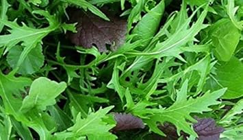 Mizuna Japanese Mustard Greens Seeds – Heirloom, Fast-Growing, Cold Hardy, Asian Leafy Vegetable