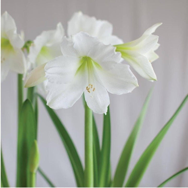 White Amaryllis Flower Seeds for Planting – Heirloom, Non-GMO, High Germination Organic Garden Seeds
