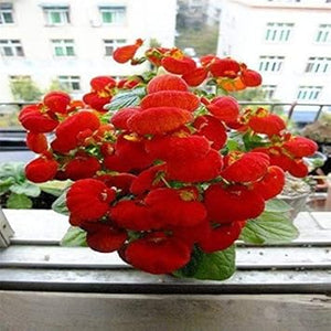 Flower Seeds, Seeds,Seeds For Planting,Plant Seeds