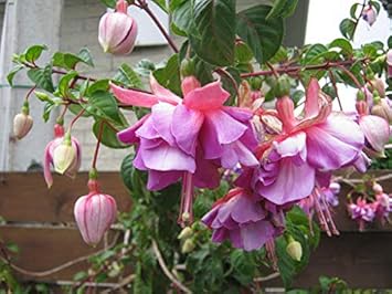 Flower Seeds, Seeds,Seeds For Planting,Plant Seeds