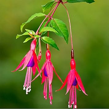 Flower Seeds, Seeds,Seeds For Planting,Plant Seeds