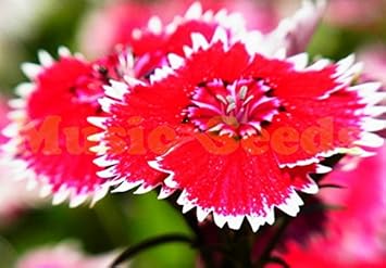 Herb Seeds,Garden seeds, Seeds For Planting,Plant Seeds