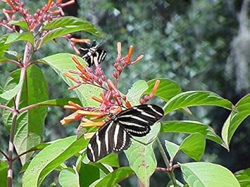 Flower Seeds, Seeds,Seeds For Planting,Plant Seeds