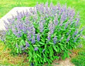 Broadleaf Sage Herb Seeds for Planting – Heirloom & Non-GMO Culinary and Medicinal Perennial for Herb Gardens