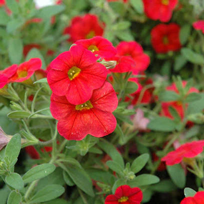 Flower Seeds, Seeds,Seeds For Planting,Plant Seeds