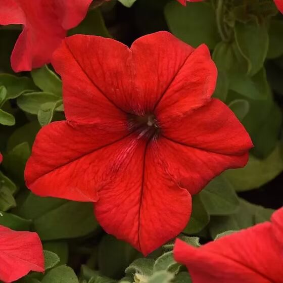 Petunia Super Cascade Red Flower Seeds for Planting – Heirloom, Non-GMO, High Germination Garden Seeds