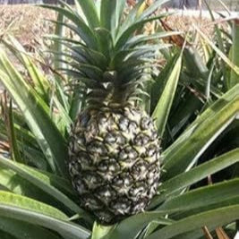 buy pineapple plant seeds Green Pineapple Fruit Seeds for Planting