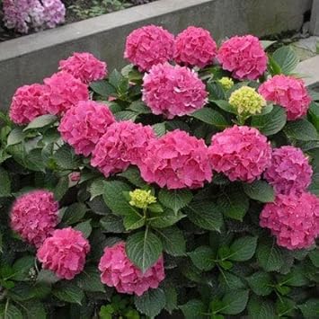 Pink Hydrangea Flower Seeds for Planting – Heirloom, Non-GMO, Drought Tolerant, Organic Garden Seeds
