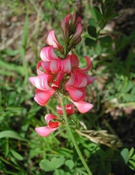 Flower Seeds, Seeds,Seeds For Planting,Plant Seeds