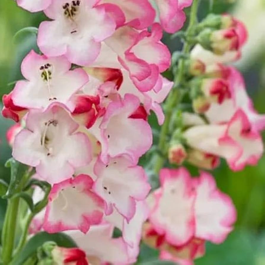 Pink Penstemon Flower Seeds for Planting – Beautiful Perennial Blooms for Garden Landscaping