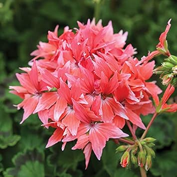 Flower Seeds, Seeds,Seeds For Planting,Plant Seeds