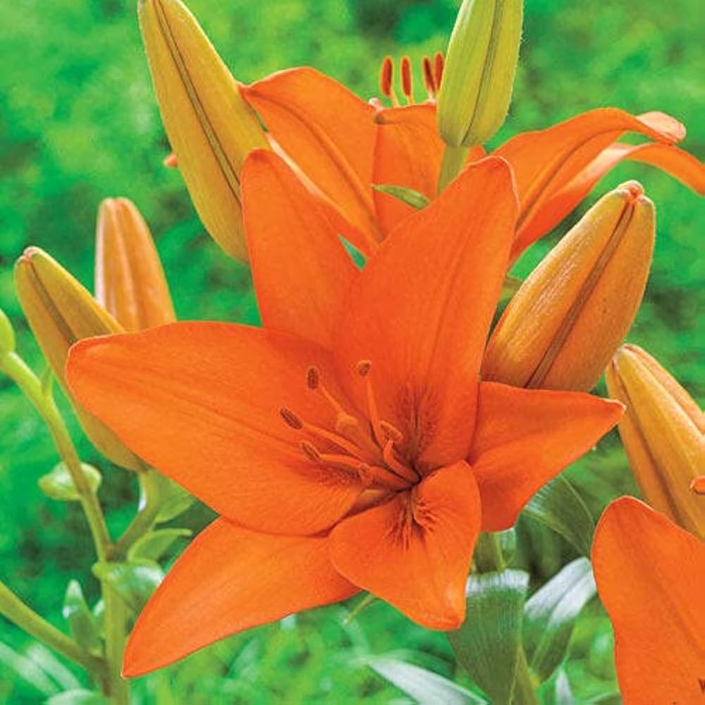 Orange Lilium Flower Seeds for Planting – Fragrant Blossoms, Heirloom, Non-GMO, High Germination Organic Garden Seeds