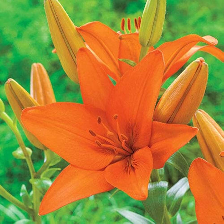 Orange Lilium Flower Seeds for Planting – Fragrant Blossoms, Heirloom, Non-GMO, High Germination Organic Garden Seeds