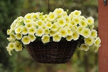 Petunia Flower Seeds for Planting Yellow & Cream – Heirloom, Non-GMO, High Germination Organic Garden Seeds
