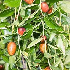 Herb Seeds,Garden seeds, Seeds For Planting,Plant Seeds