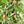 Herb Seeds,Garden seeds, Seeds For Planting,Plant Seeds