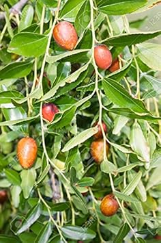 Herb Seeds,Garden seeds, Seeds For Planting,Plant Seeds