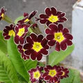 Maroon Yellow Primrose Seeds for Planting – Cottage Garden Essential, Heirloom, Non-GMO Organic Seeds