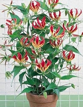 Flower Seeds, Seeds,Seeds For Planting,Plant Seeds