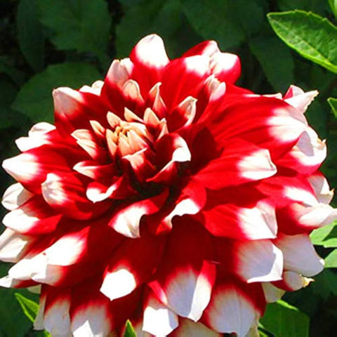Flower Seeds, Seeds,Seeds For Planting,Plant Seeds