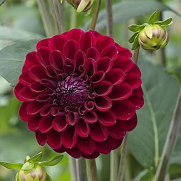 Flower Seeds, Seeds,Seeds For Planting,Plant Seeds