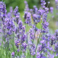 Blue Lavendula Munstead Flower Seeds for Planting – Heirloom, Non-GMO, Easy-to-Grow Organic Garden Seeds