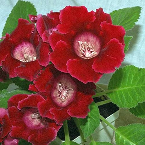 Deep Red Gloxinia Flower Seeds - 100 Pcs, Heirloom, Non-GMO, High Germination Organic Garden Seeds