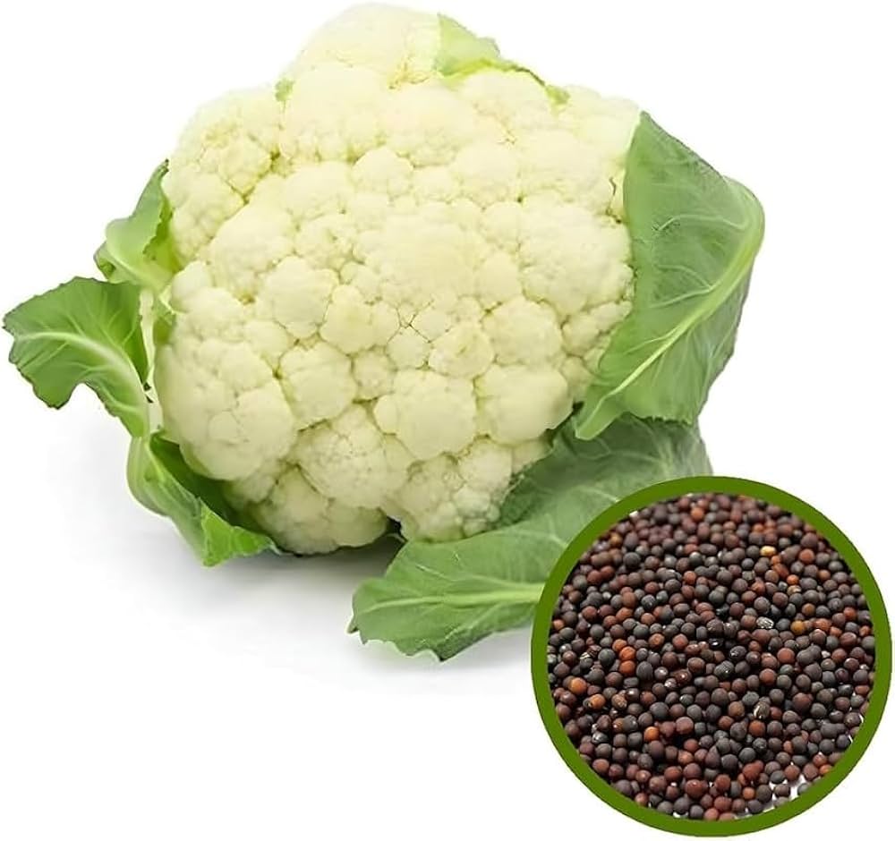 Indian Temperate Cauliflower Seeds for Planting – High-Yield, Non-GMO Vegetable Seeds for Home Garden & Commercial Farming