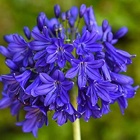 Flower Seeds, Seeds,Seeds For Planting,Plant Seeds