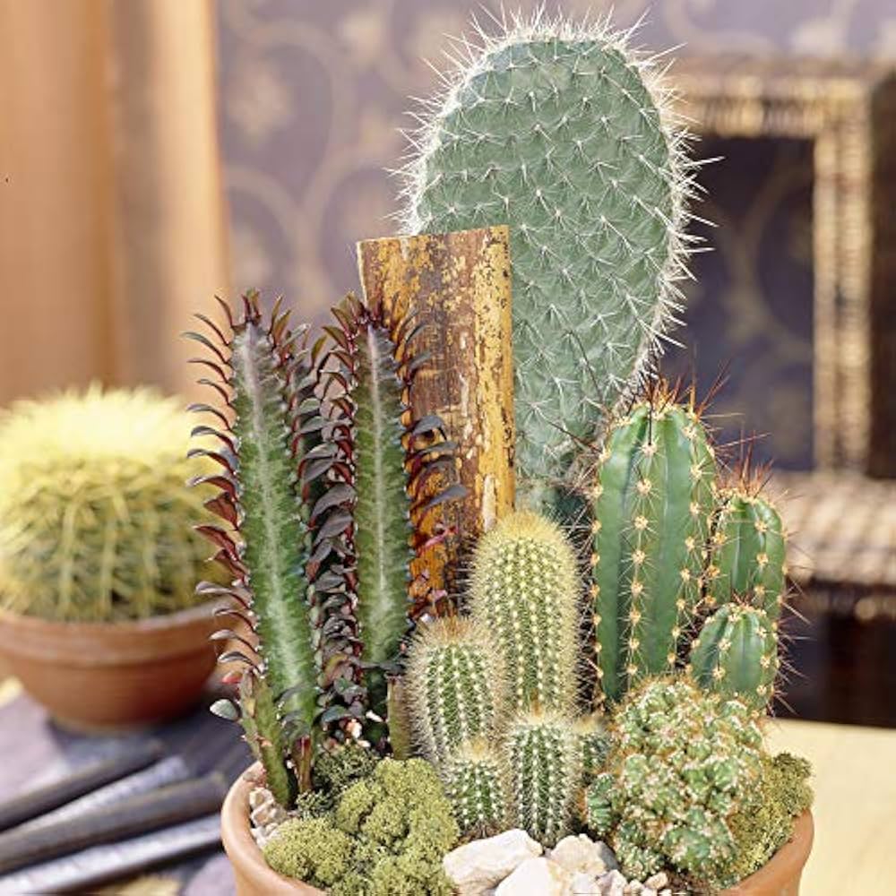Cactus Flower Seeds for Planting – Heirloom, Non-GMO, High Germination Organic Garden Seeds
