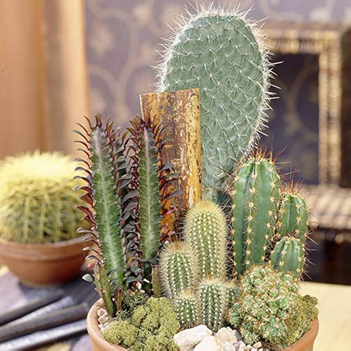 Cactus Flower Seeds for Planting – Heirloom, Non-GMO, High Germination Organic Garden Seeds