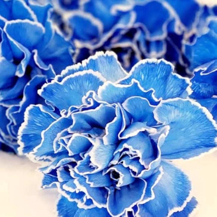 White Blue Dianthus Caryophyllus Flower Seeds for Planting – Heirloom, Non-GMO, High Germination Seeds