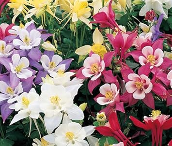 Flower Seeds, Seeds,Seeds For Planting,Plant Seeds