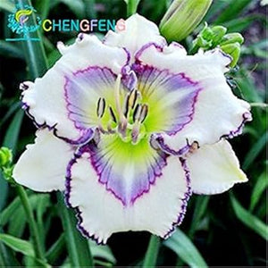 Flower Seeds, Seeds,Seeds For Planting,Plant Seeds