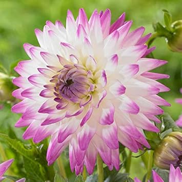 Flower Seeds, Seeds,Seeds For Planting,Plant Seeds