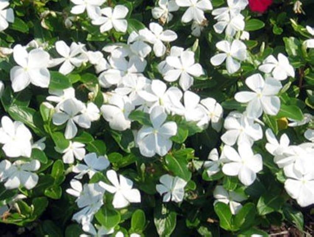 White Vinca Flower Seeds – Elegant, Low-Maintenance Annuals for Garden Planting