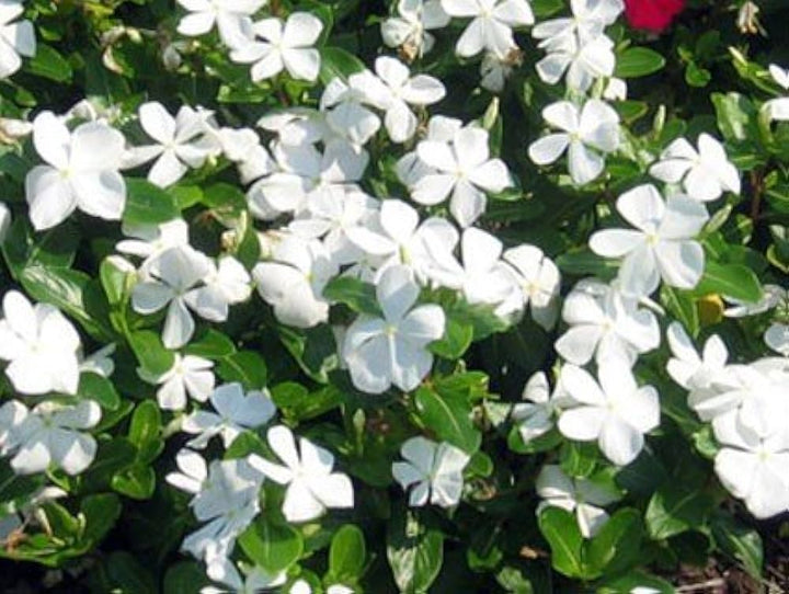 White Vinca Flower Seeds – Elegant, Low-Maintenance Annuals for Garden Planting
