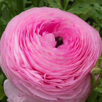 Flower Seeds, Seeds,Seeds For Planting,Plant Seeds