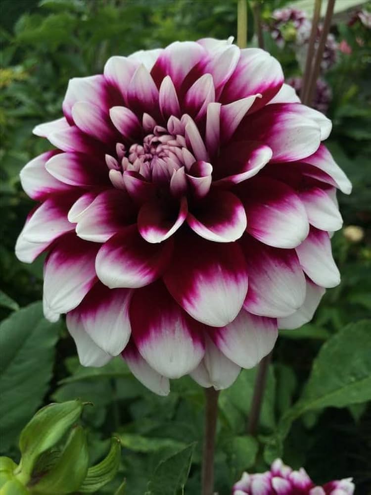 Maroon White Dahlia Flower Seeds for Planting – Heirloom Non-GMO High Germination Organic Garden Seeds