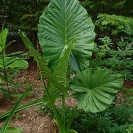 Flower Seeds, Seeds,Seeds For Planting,Plant Seeds
