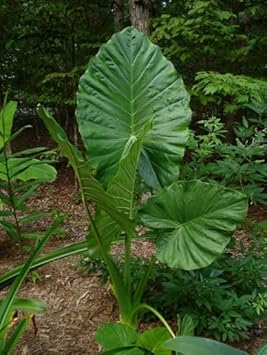 Flower Seeds, Seeds,Seeds For Planting,Plant Seeds