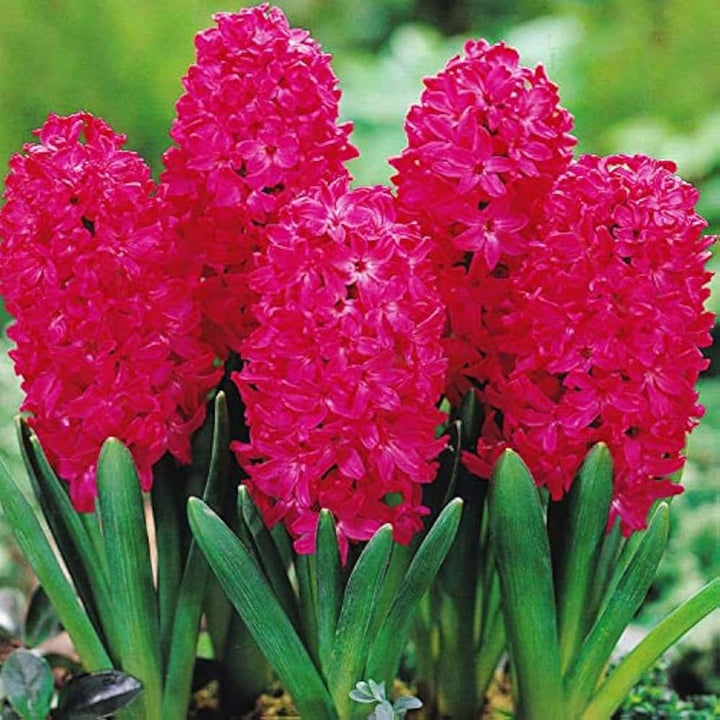 Flower Seeds, Seeds,Seeds For Planting,Plant Seeds