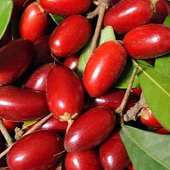 Milagrosa Fruit Seeds for Planting – Heirloom, Non-GMO, Delicious Exotic Garden Harvest Seeds