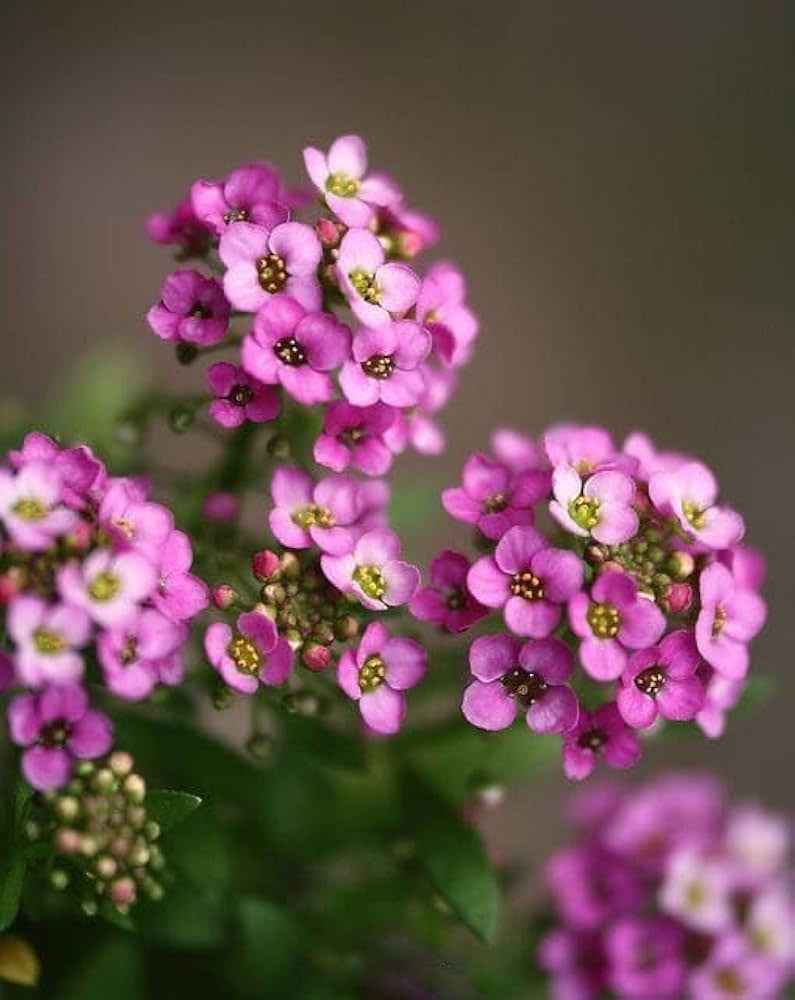 Pink Lobularia Flower Seeds for Planting – Fragrant Heirloom Non-GMO Seeds for Home Garden