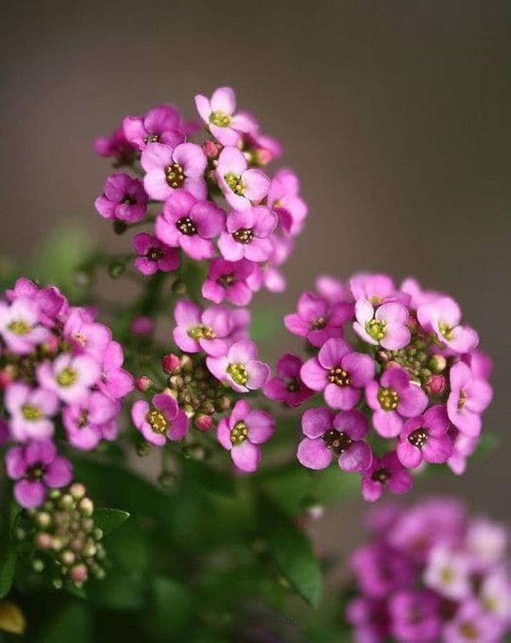 Pink Lobularia Flower Seeds for Planting – Fragrant Heirloom Non-GMO Seeds for Home Garden